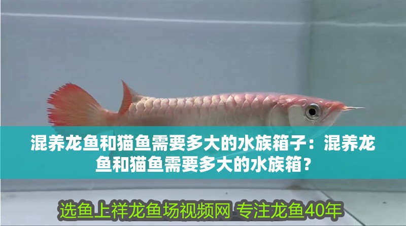 混養(yǎng)龍魚和貓魚需要多大的水族箱子：混養(yǎng)龍魚和貓魚需要多大的水族箱？