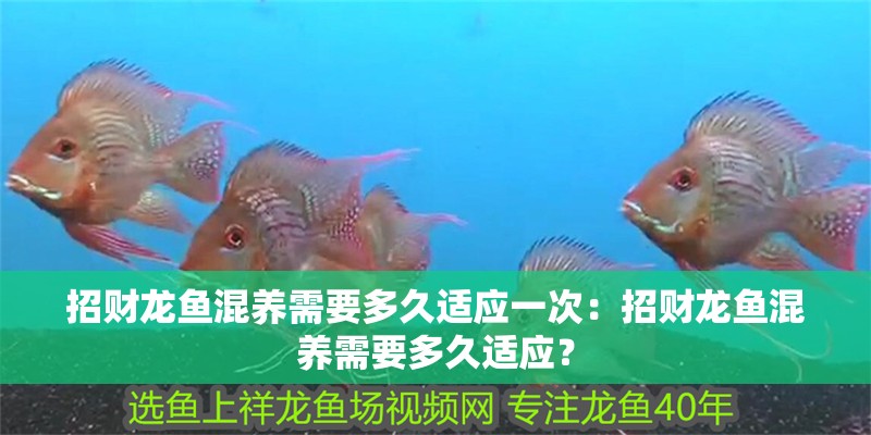 招財龍魚混養需要多久適應一次：招財龍魚混養需要多久適應？