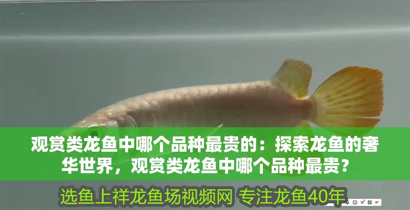觀賞類龍魚中哪個品種最貴的：探索龍魚的奢華世界，觀賞類龍魚中哪個品種最貴？
