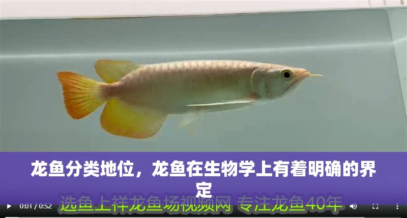 龍魚分類地位，龍魚在生物學上有著明確的界定 龍魚分類地位，龍魚在生物學上有著明確的界定 龍魚百科 第2張