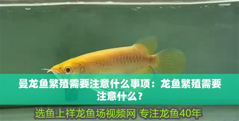 曼龍魚(yú)繁殖需要注意什么事項(xiàng)：龍魚(yú)繁殖需要注意什么？