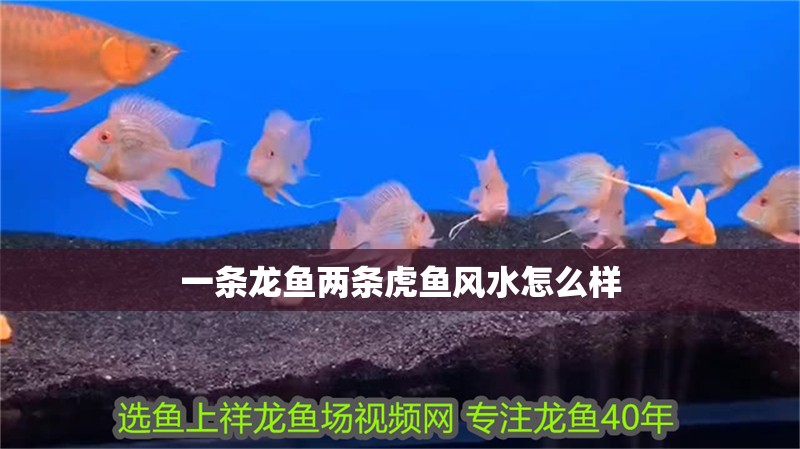 一條龍魚兩條虎魚風(fēng)水怎么樣