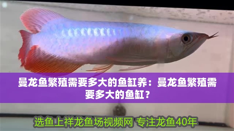 曼龍魚繁殖需要多大的魚缸養：曼龍魚繁殖需要多大的魚缸？