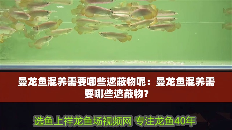 曼龍魚混養(yǎng)需要哪些遮蔽物呢：曼龍魚混養(yǎng)需要哪些遮蔽物？