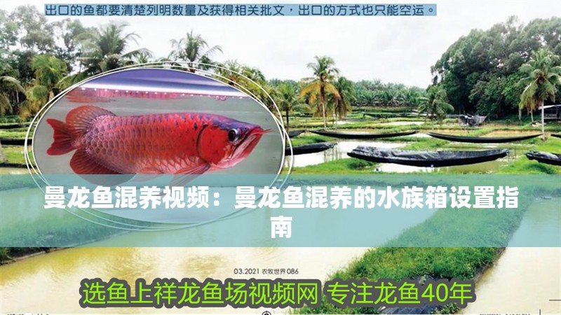 曼龍魚混養視頻：曼龍魚混養的水族箱設置指南