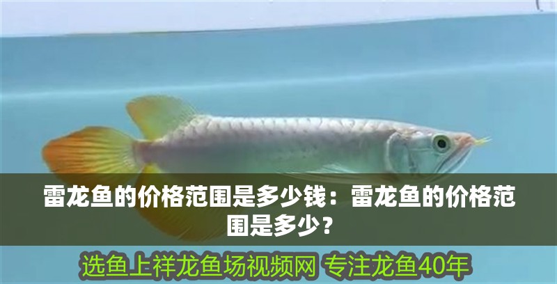 雷龍魚的價格范圍是多少錢：雷龍魚的價格范圍是多少？