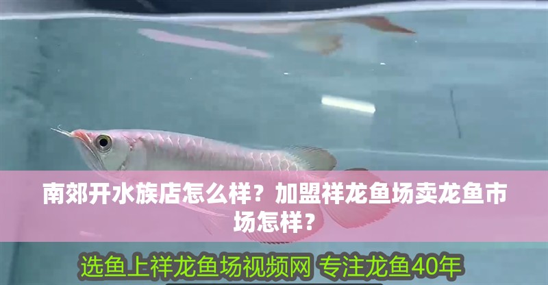 南郊開水族店怎么樣？加盟祥龍魚場賣龍魚市場怎樣？