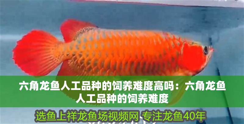 六角龍魚人工品種的飼養難度高嗎：六角龍魚人工品種的飼養難度
