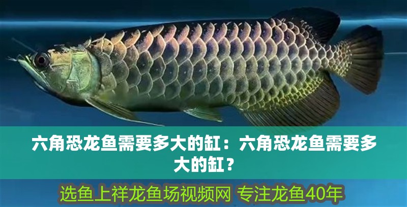 六角恐龍魚需要多大的缸：六角恐龍魚需要多大的缸？