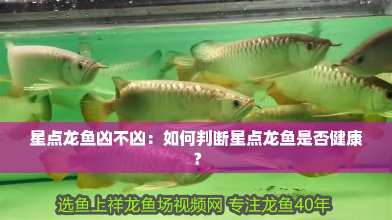 星點(diǎn)龍魚兇不兇：如何判斷星點(diǎn)龍魚是否健康？