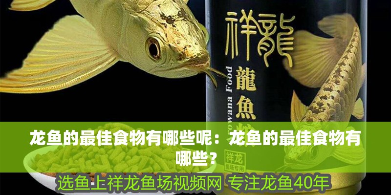 龍魚的最佳食物有哪些呢：龍魚的最佳食物有哪些？