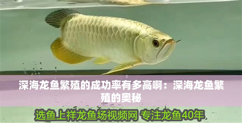 深海龍魚繁殖的成功率有多高?。荷詈｝堲~繁殖的奧秘