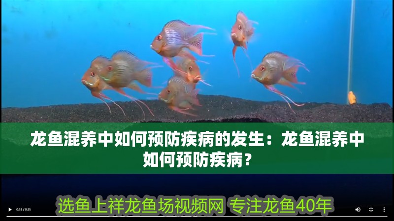 龍魚混養中如何預防疾病的發生：龍魚混養中如何預防疾病？