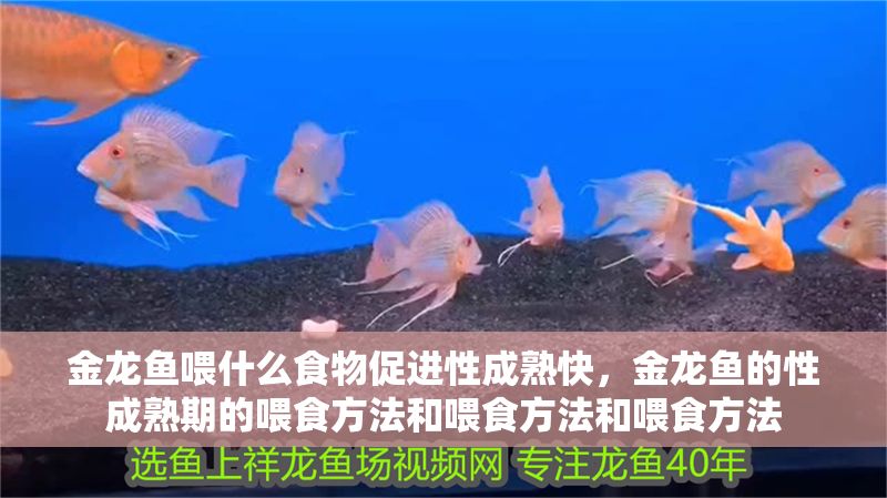 金龍魚喂什么食物促進性成熟快，金龍魚的性成熟期的喂食方法和喂食方法和喂食方法 金龍魚喂什么食物促進性成熟快，金龍魚的性成熟期的喂食方法和喂食方法和喂食方法 龍魚百科 第2張