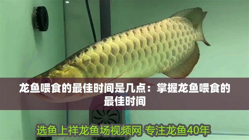 龍魚喂食的最佳時間是幾點：掌握龍魚喂食的最佳時間