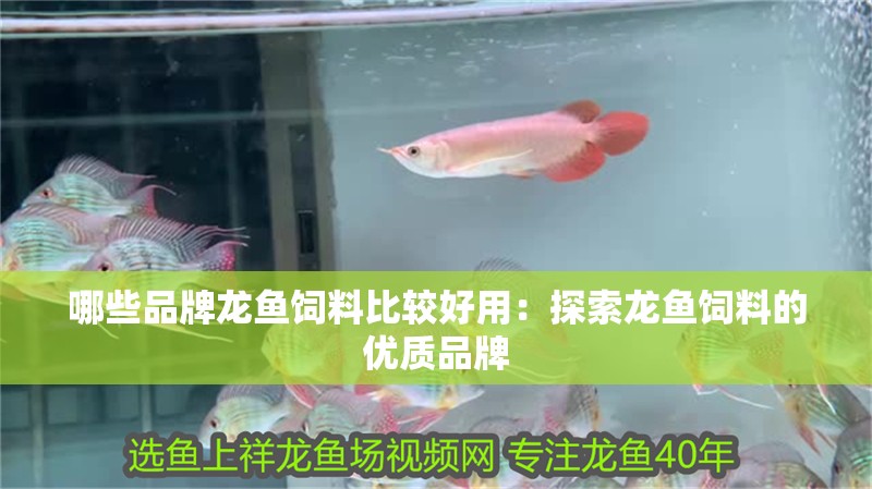 哪些品牌龍魚飼料比較好用：探索龍魚飼料的優(yōu)質(zhì)品牌