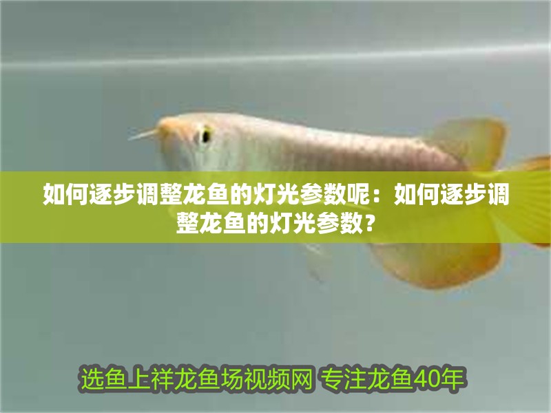 如何逐步調(diào)整龍魚的燈光參數(shù)呢：如何逐步調(diào)整龍魚的燈光參數(shù)？