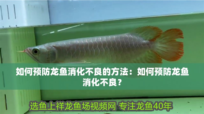 如何預防龍魚消化不良的方法：如何預防龍魚消化不良？