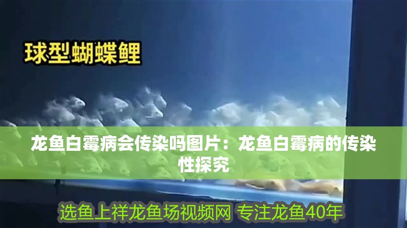 龍魚白霉病會傳染嗎圖片：龍魚白霉病的傳染性探究