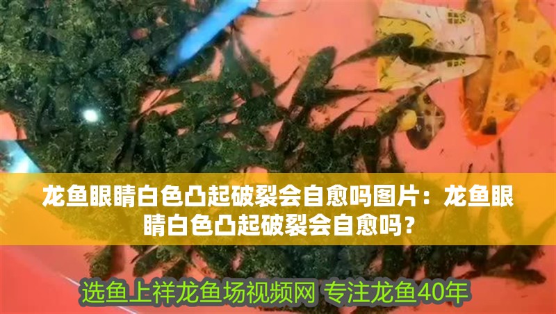 龍魚眼睛白色凸起破裂會自愈嗎圖片：龍魚眼睛白色凸起破裂會自愈嗎？