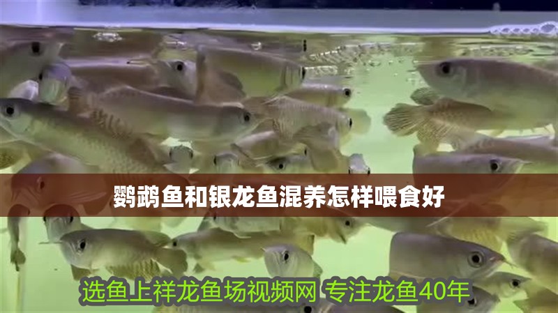 鸚鵡魚和銀龍魚混養怎樣喂食好