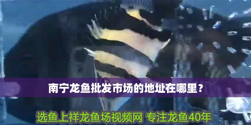 紅龍魚用黃燈烤有用嗎 南寧龍魚批發市場的地址在哪里? 龍魚百科 南寧龍魚批發市場的地址在哪里? 南寧龍魚批發市場的地址在哪里? 龍魚百科