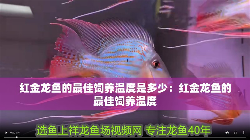 紅金龍魚的最佳飼養溫度是多少：紅金龍魚的最佳飼養溫度