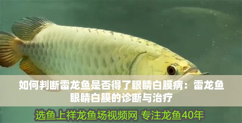 如何判斷雷龍魚是否得了眼睛白膜病：雷龍魚眼睛白膜的診斷與治療