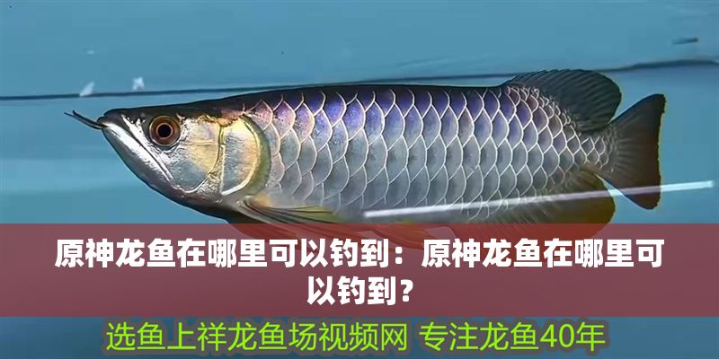 原神龍魚在哪里可以釣到：原神龍魚在哪里可以釣到？