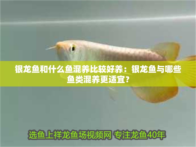 銀龍魚和什么魚混養比較好養：銀龍魚與哪些魚類混養更適宜？