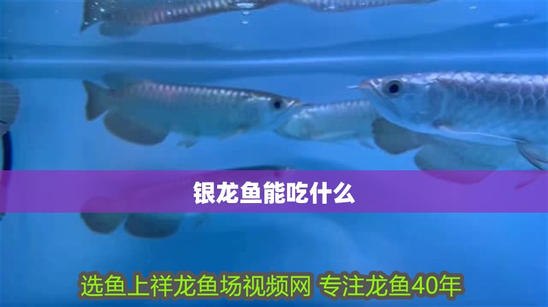 銀龍魚能吃什么 銀龍魚能吃什么 龍魚百科