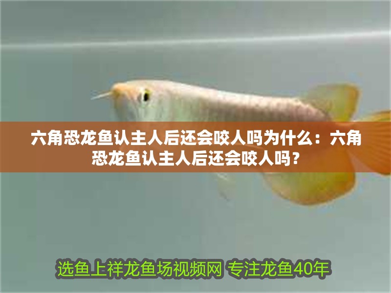 六角恐龍魚認主人后還會咬人嗎為什么：六角恐龍魚認主人后還會咬人嗎？