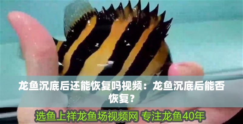 龍魚沉底后還能恢復(fù)嗎視頻：龍魚沉底后能否恢復(fù)？