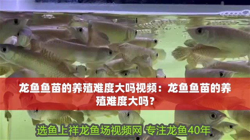 龍魚魚苗的養(yǎng)殖難度大嗎視頻：龍魚魚苗的養(yǎng)殖難度大嗎？
