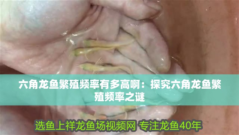 六角龍魚繁殖頻率有多高啊：探究六角龍魚繁殖頻率之謎