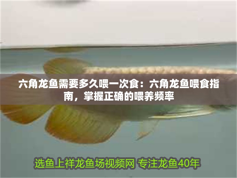 六角龍魚需要多久喂一次食：六角龍魚喂食指南，掌握正確的喂養頻率