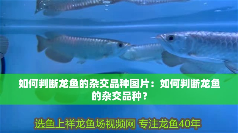 如何判斷龍魚的雜交品種圖片：如何判斷龍魚的雜交品種？