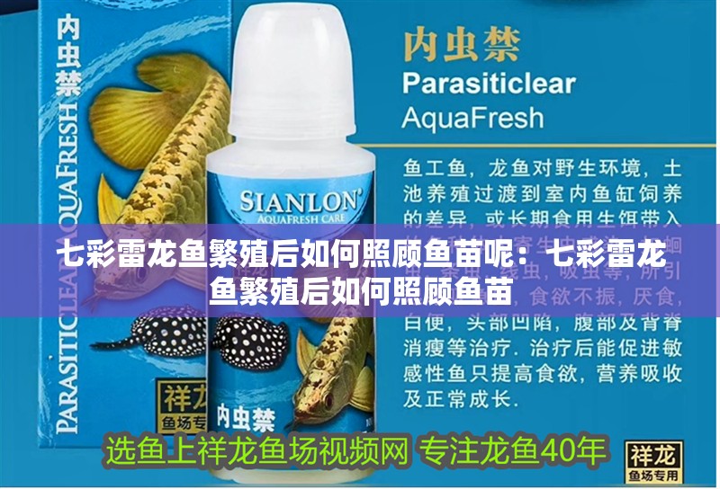 七彩雷龍魚繁殖后如何照顧魚苗呢：七彩雷龍魚繁殖后如何照顧魚苗