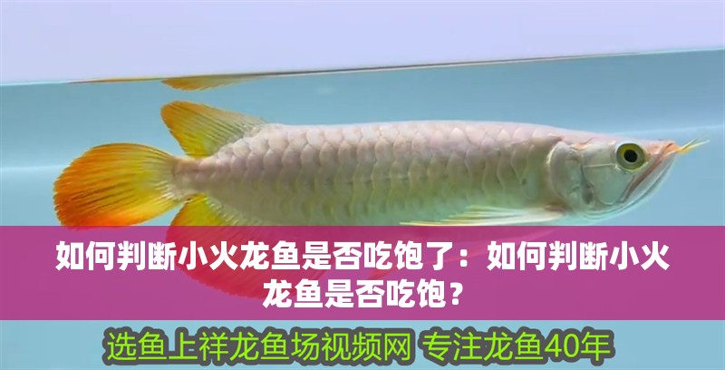 如何判斷小火龍魚是否吃飽了：如何判斷小火龍魚是否吃飽？