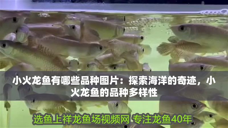 小火龍魚有哪些品種圖片：探索海洋的奇跡，小火龍魚的品種多樣性