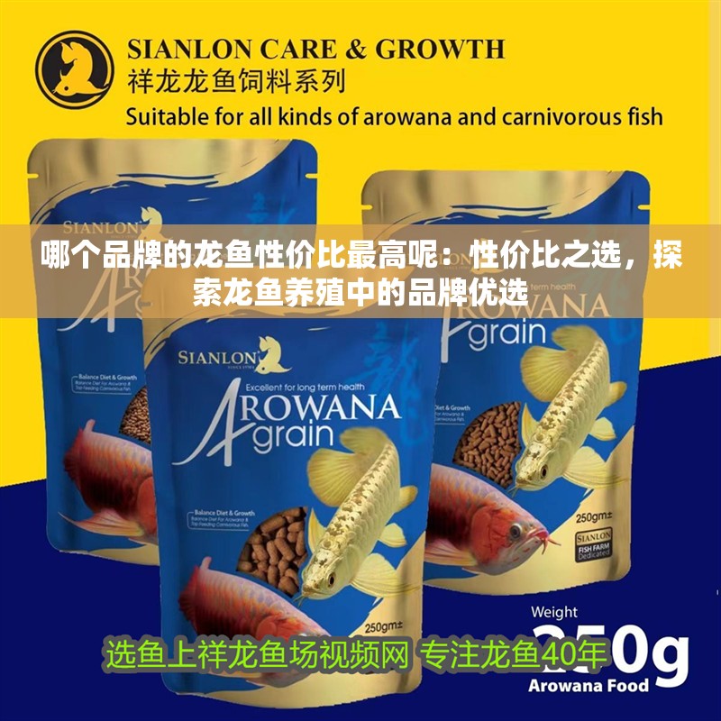 哪個品牌的龍魚性價比最高呢：性價比之選，探索龍魚養殖中的品牌優選