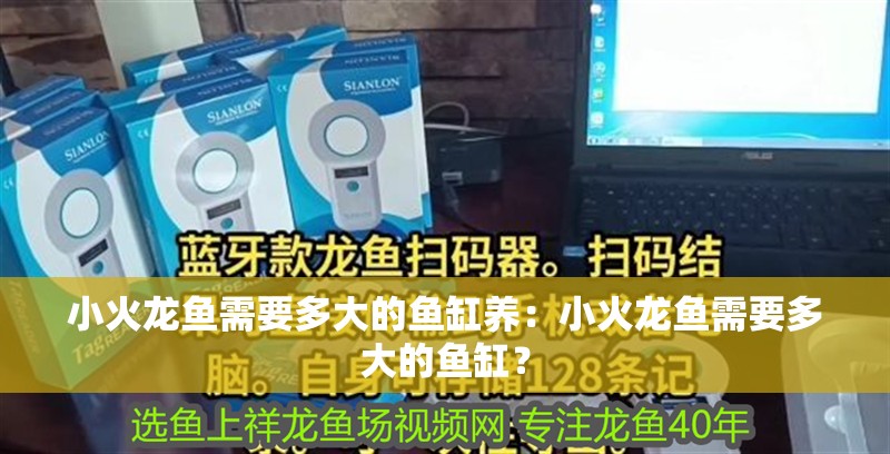 小火龍魚需要多大的魚缸養：小火龍魚需要多大的魚缸？