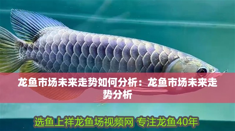 龍魚市場未來走勢如何分析：龍魚市場未來走勢分析