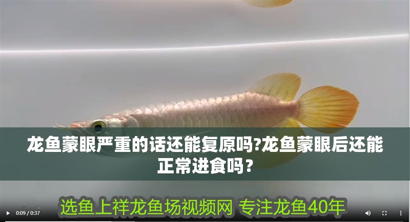 龍魚蒙眼嚴重的話還能復原嗎?龍魚蒙眼后還能正常進食嗎？