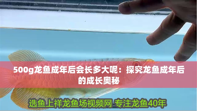 500g龍魚成年后會長多大呢：探究龍魚成年后的成長奧秘