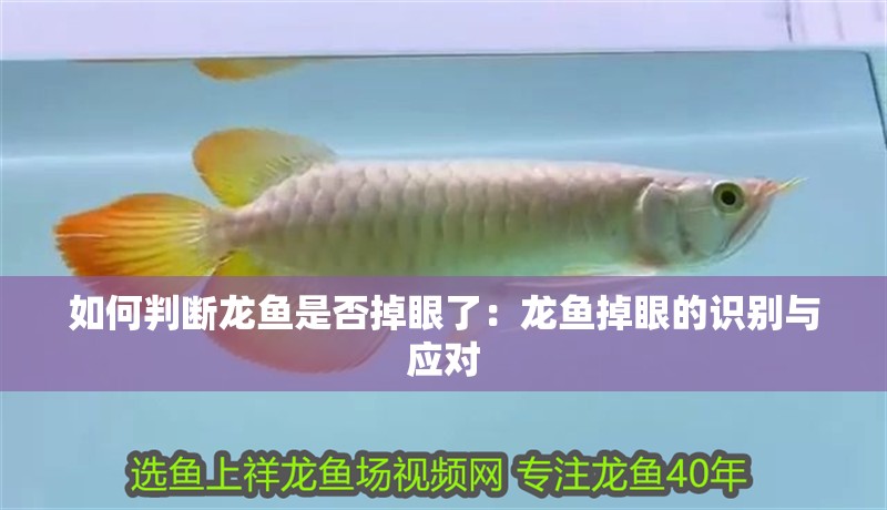如何判斷龍魚是否掉眼了：龍魚掉眼的識別與應(yīng)對