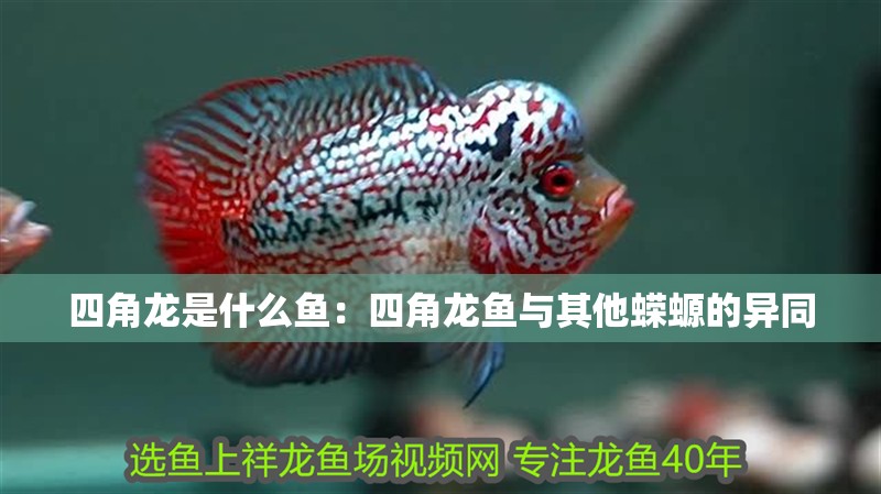 四角龍是什么魚：四角龍魚與其他蠑螈的異同