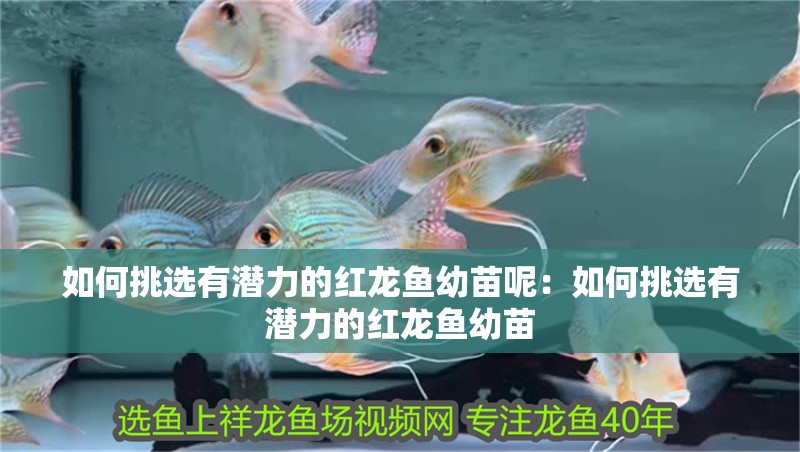 如何挑選有潛力的紅龍魚幼苗呢：如何挑選有潛力的紅龍魚幼苗