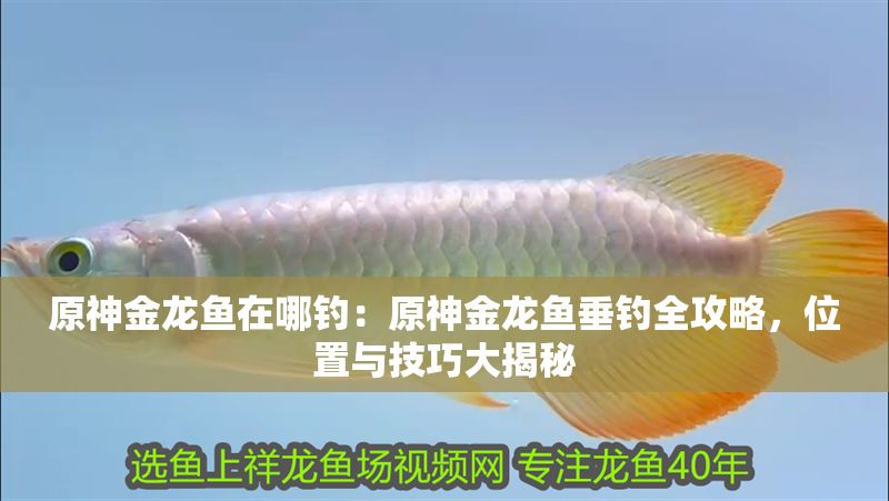 原神金龍魚在哪釣：原神金龍魚垂釣全攻略，位置與技巧大揭秘