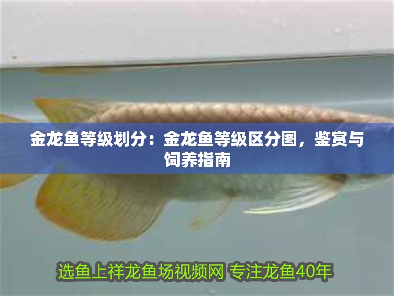金龍魚等級劃分：金龍魚等級區分圖，鑒賞與飼養指南 金龍魚等級劃分：金龍魚等級區分圖，鑒賞與飼養指南 水族問答